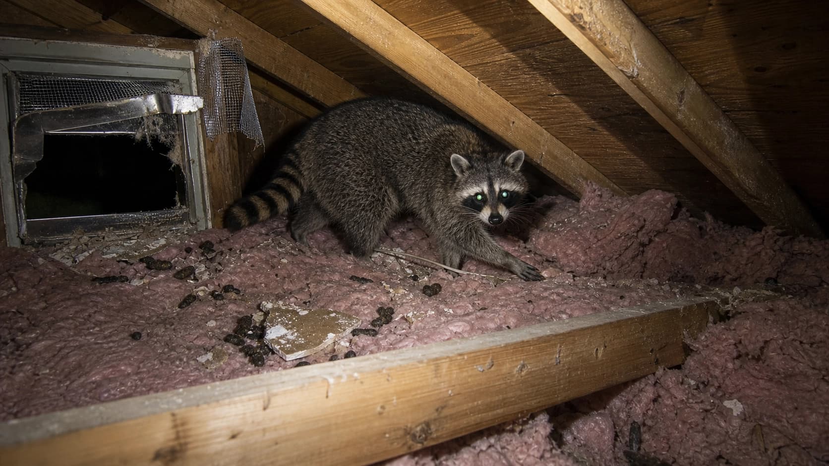 Animals in the attic